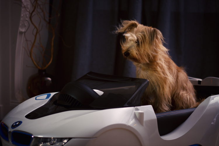 BMW launches dDrive dog basket
