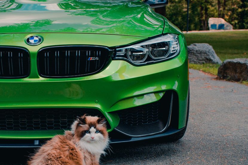 Celebrate Cat Day with BMW and a Java Green M4 Coupe