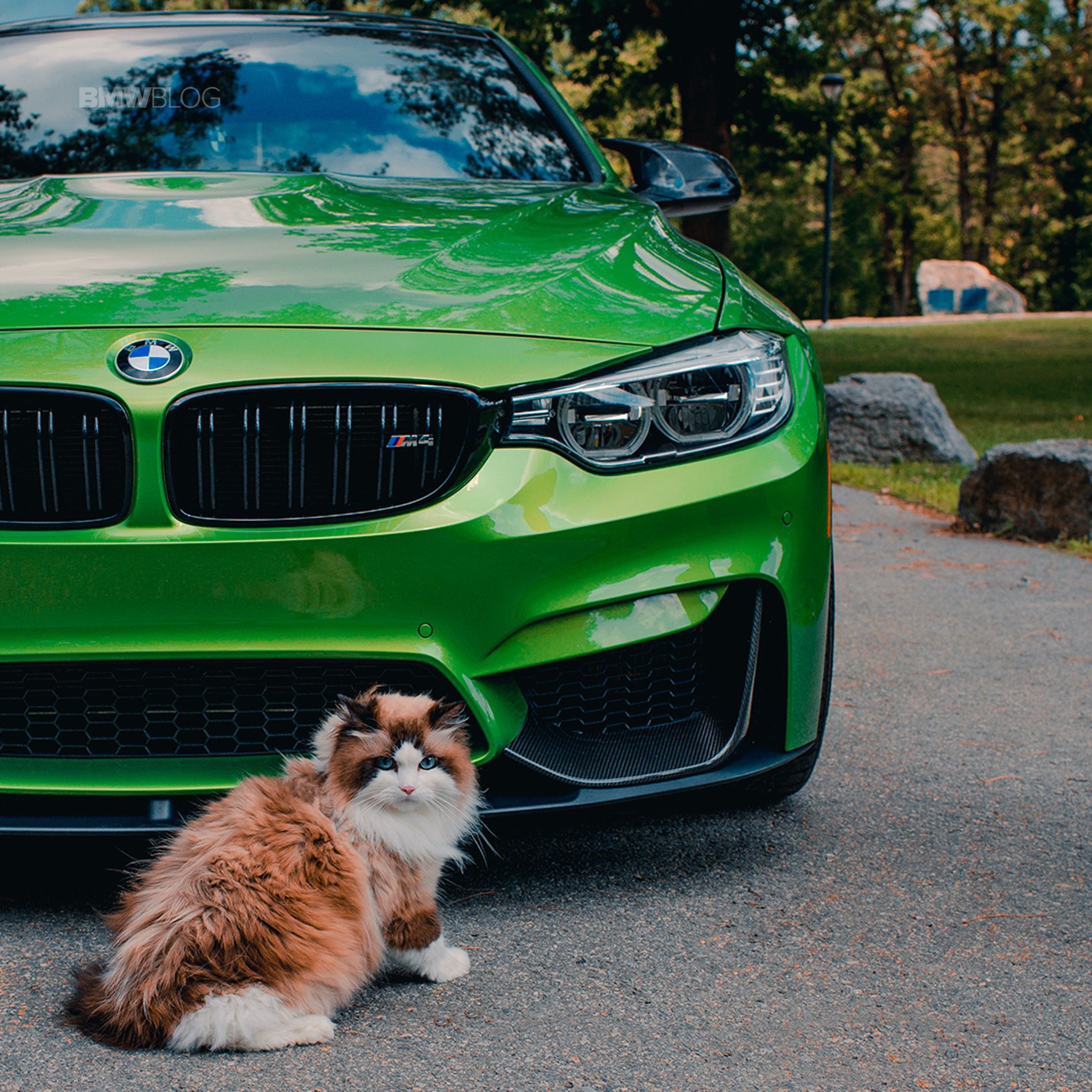 BMW cat day Java Green1