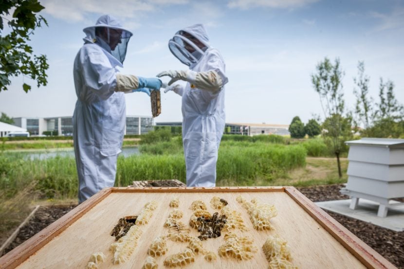 Rolls-Royce is looking for voluntary beekeepers at its Goodwood base