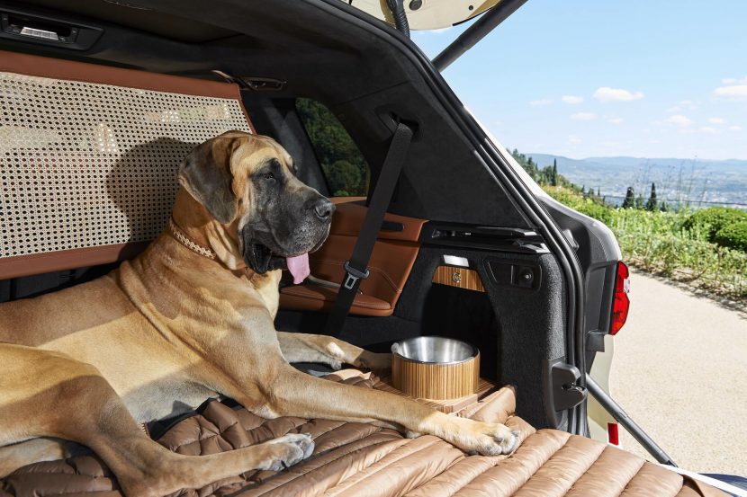 Best BMWs for Dog Owners